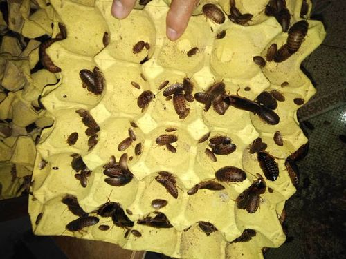 ʺСģֳɱֳĿֳͶ룬ÿ¶ֳܷ