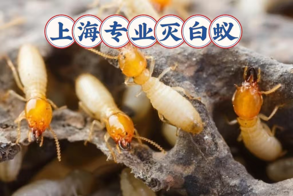 �Ϻ�������ɱԤ��������ѿ��� רҵ�Ŷ����ŷ���