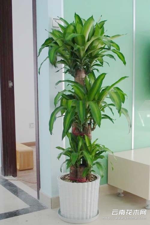 ʻ辰ֲڹ˾
