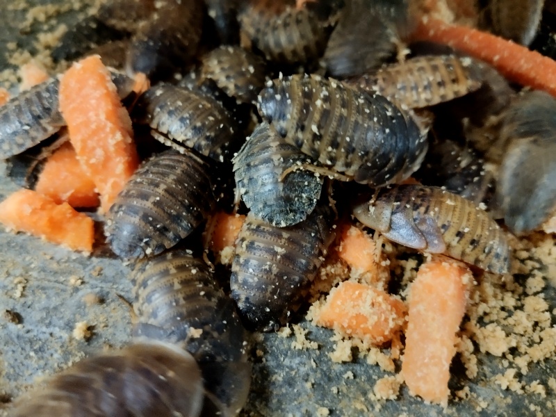 �ű��������ֳ�ܻ���û������ץס������Ҳ���¸�����