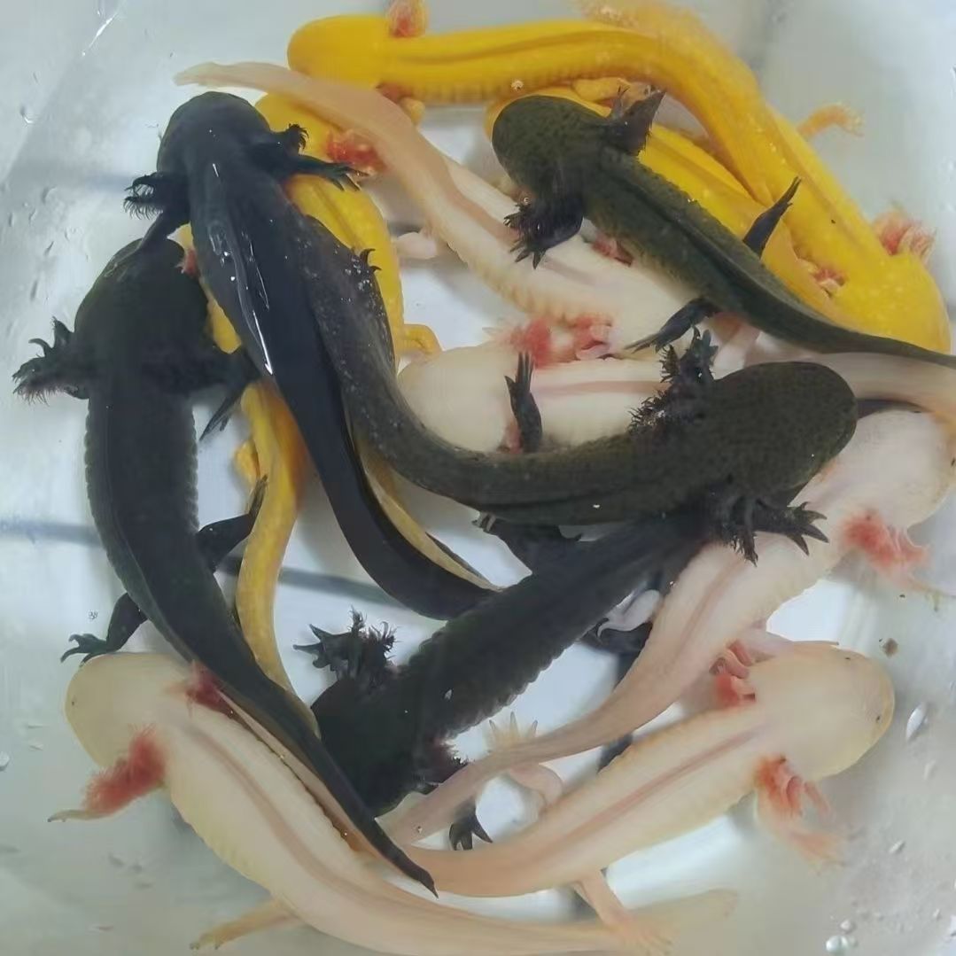 ǿֳͼֱ